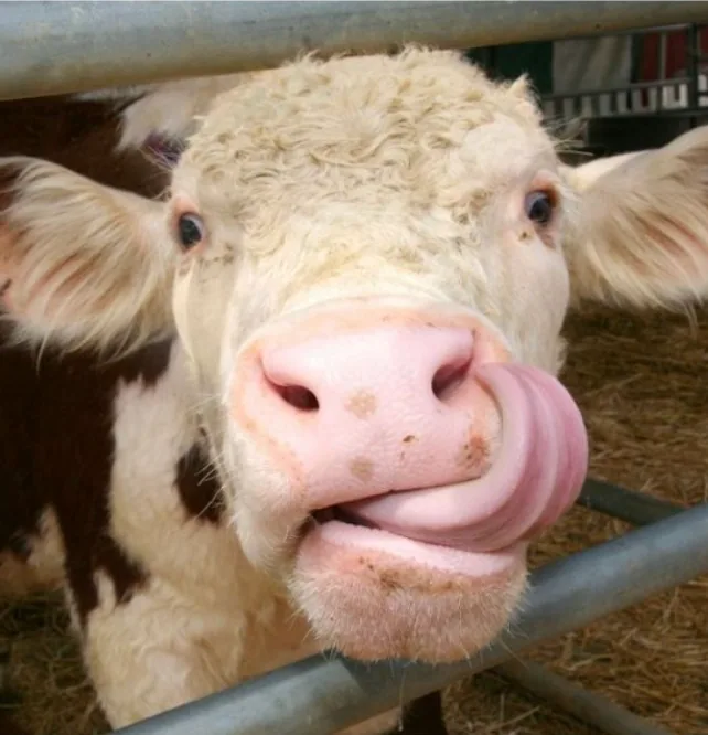 PEAU D'VACHE
